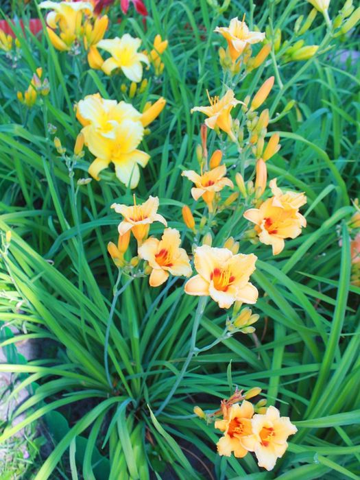 Продам цветы многолетние лилейники