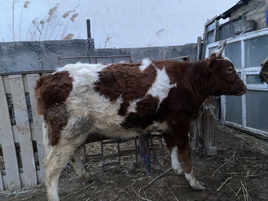 семіз сиыр сатылады