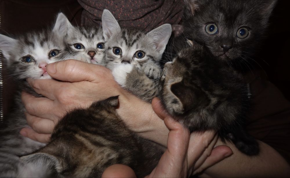 Продаем 6 котят