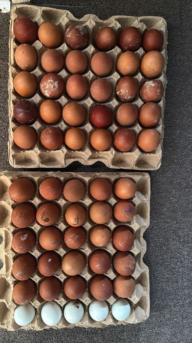 Маран чёрно-медный и белый