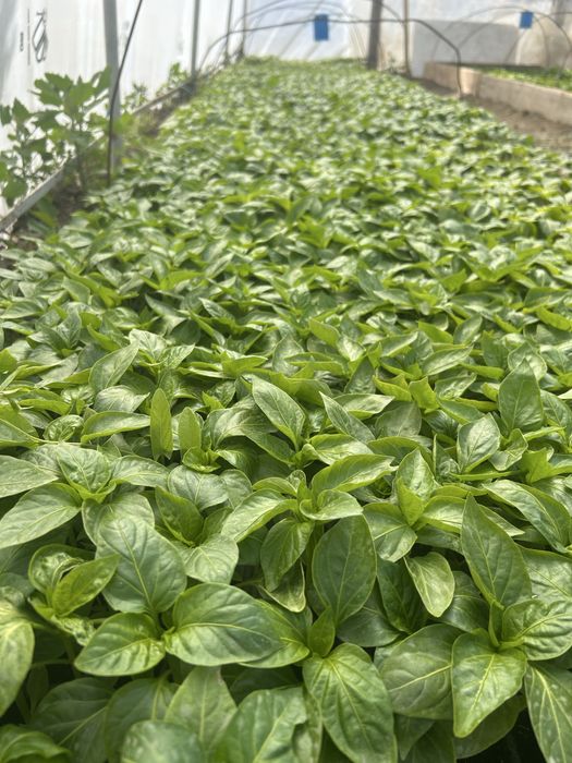 Răsaduri de legume