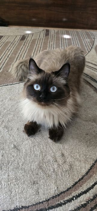 Сиамская кошка, 1 год, не стерилизована