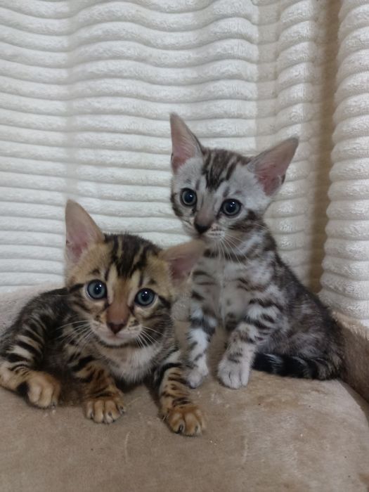 Чистокровные бенгальские котята девочки