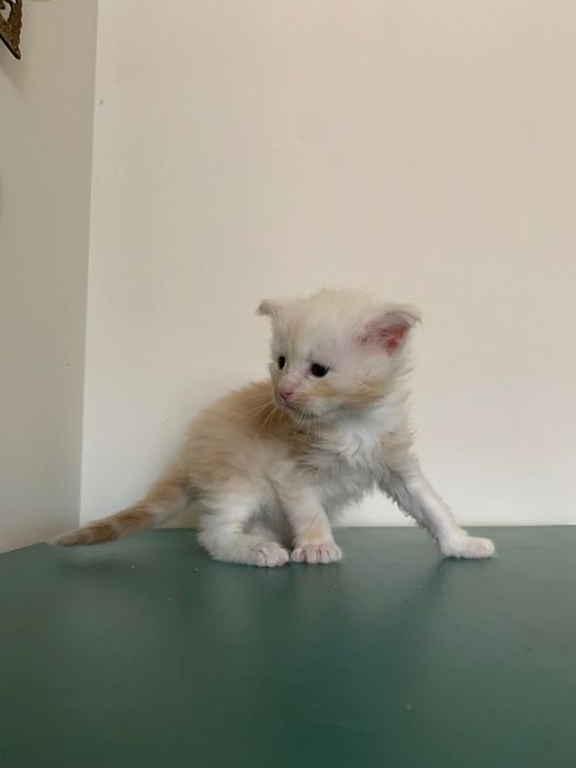 Кремовый мальчик мейнкун (с родословной)