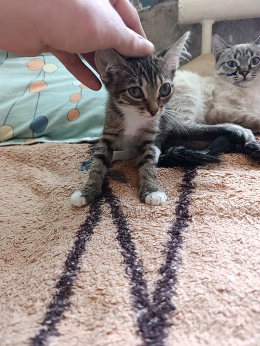 Отдам котят в добрые руки