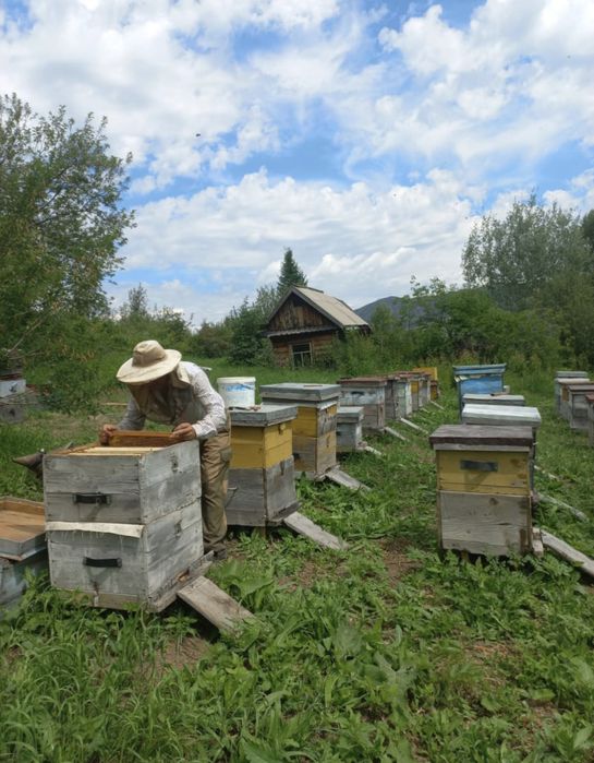 Продажа пчелопакетов