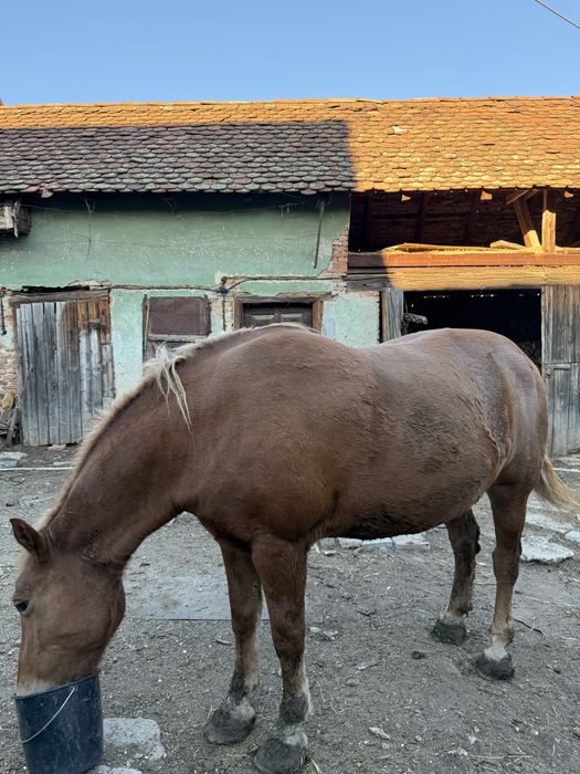Vând iapă, are aproximativ 12 ani, a fost pusa la căruț, munca de câmp, iapa e buna, sanatoasa. Mai multe detalii la telefon!