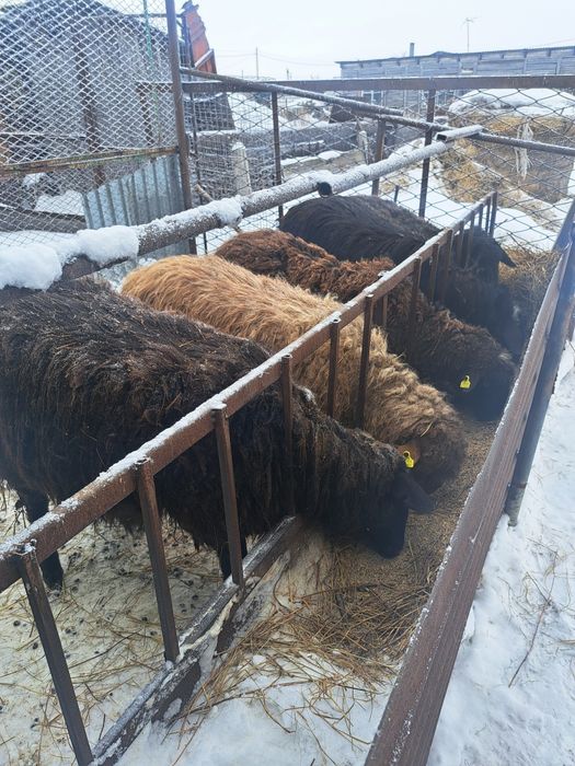 Баранов продам 6 голов