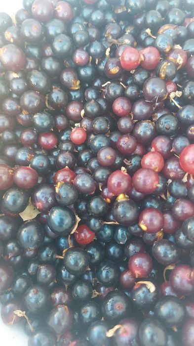 Продам Смородина дикая