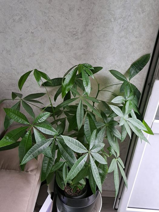 Продам комнатное растение