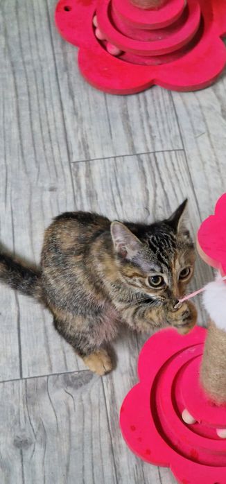 Отдам котёнка 3 месяца