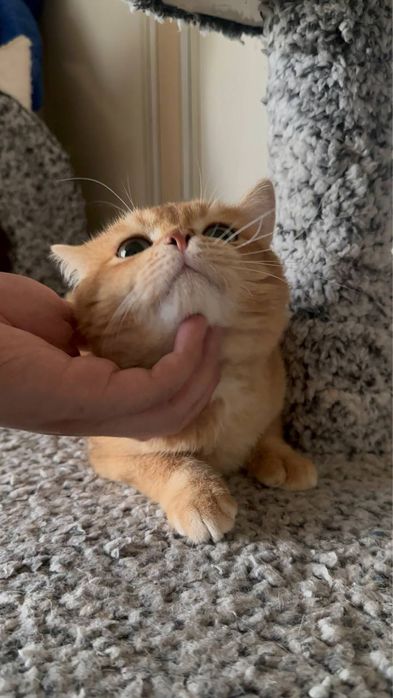 Вязка Шиншила NY12