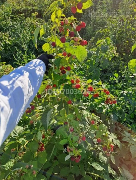 СРОЧНО продам частный дом не дорого