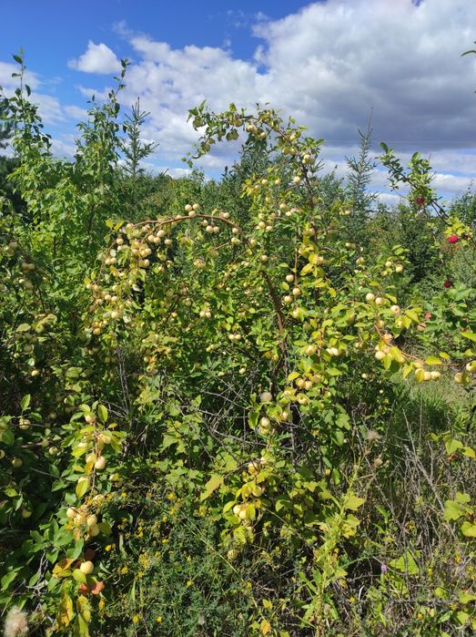 Яблоня Груша Вишня