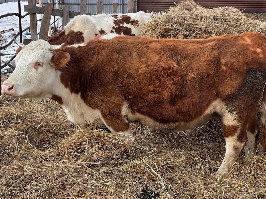 Продам коров с телятами