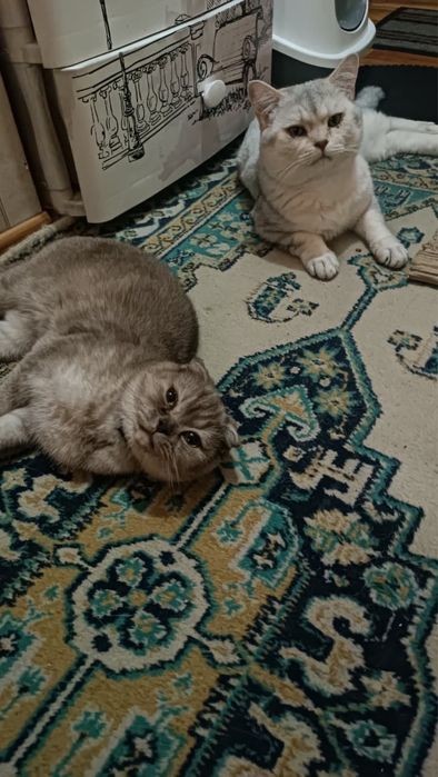 Шотландские котята