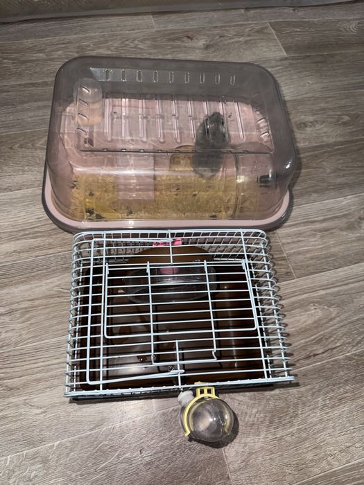 Хомяк мальчик и девушка