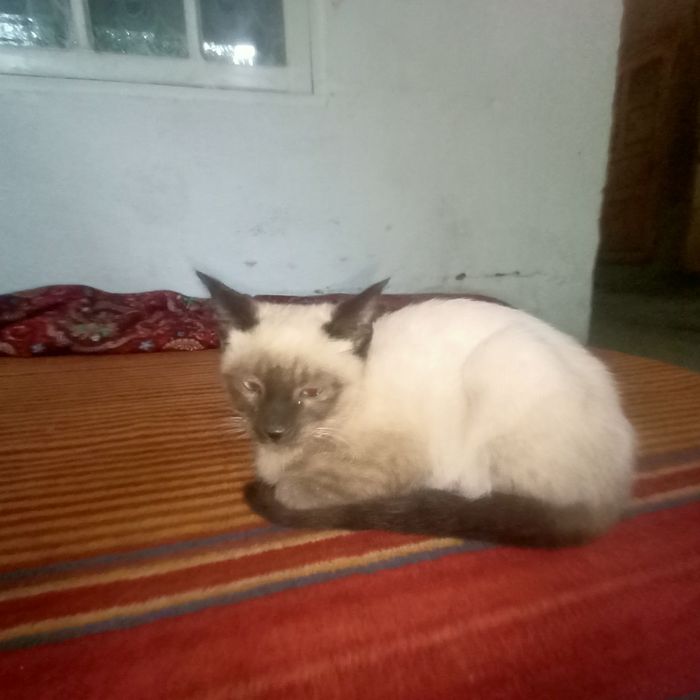 Продаётся котёнок сиамской кошки (мал)