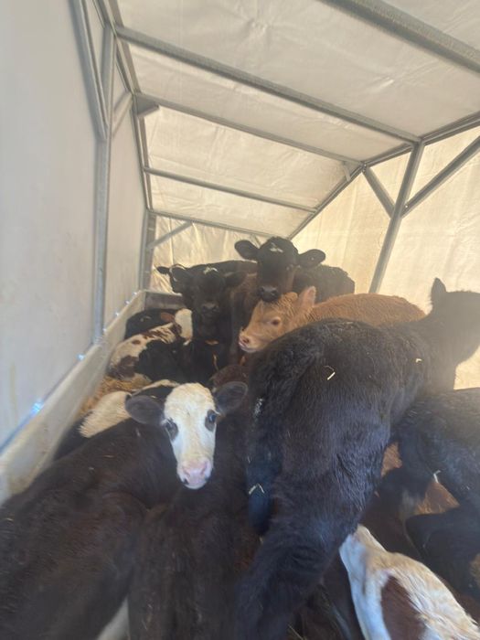 Бұзаулар сатылады