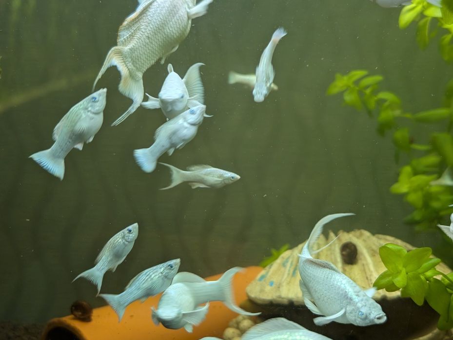 Моллинезия велифера платина