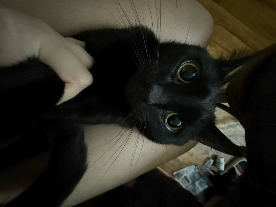 Кот на вязку, полусиамец