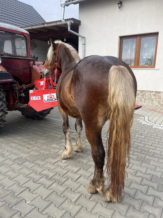 Vand armasar de 2 ani