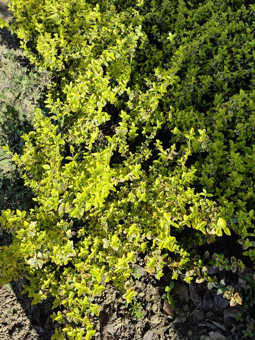 Plante Eounymous Emerald Gold