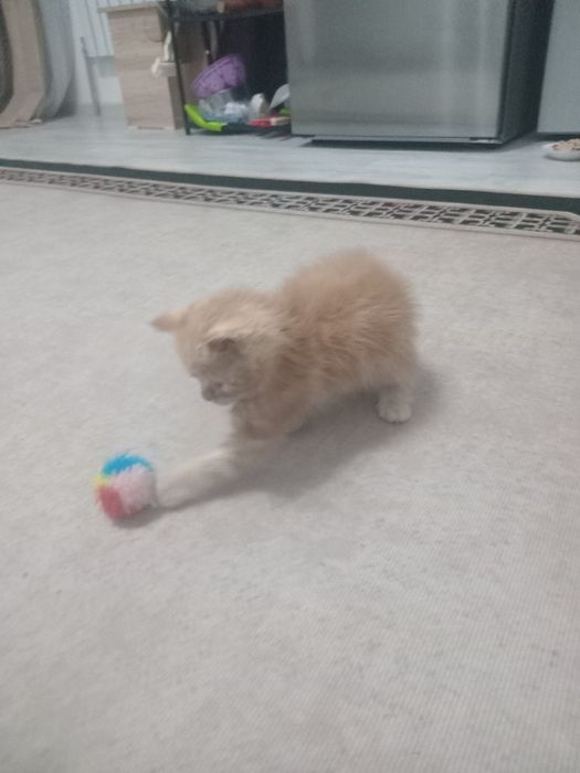 Котенок  девочка 2 мес
