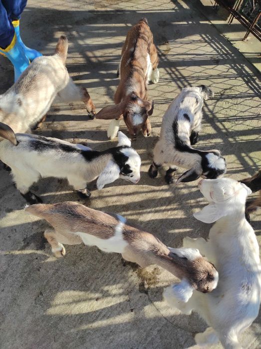 Vind iezi de anglo nubian