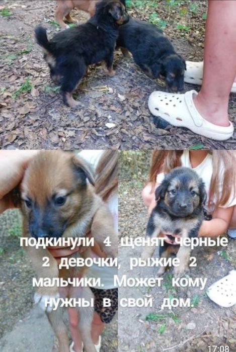 Ищем добрых хозяев