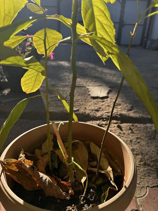 Дерево авокадо