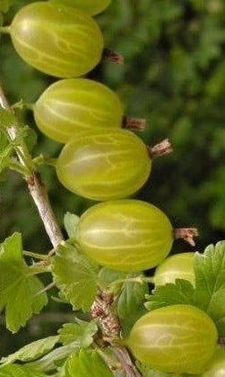 Arbusti Fructiferi (Agris Alb )