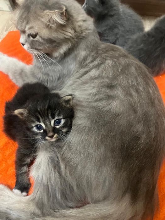 Вислоухие котята