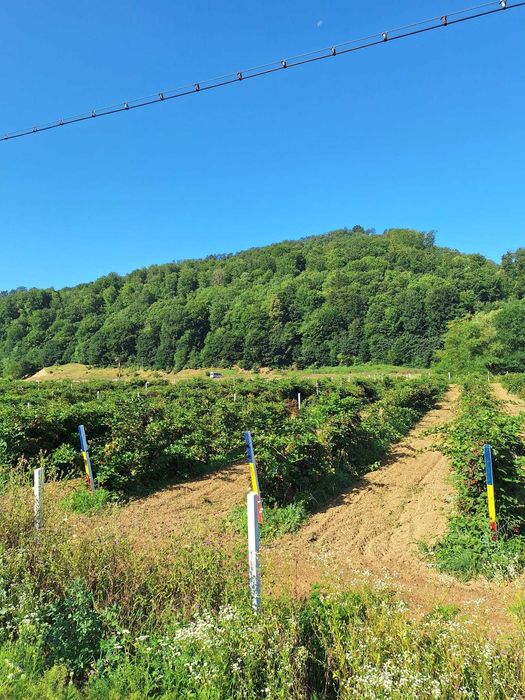 Plantația de Mure Bio Gârbou
