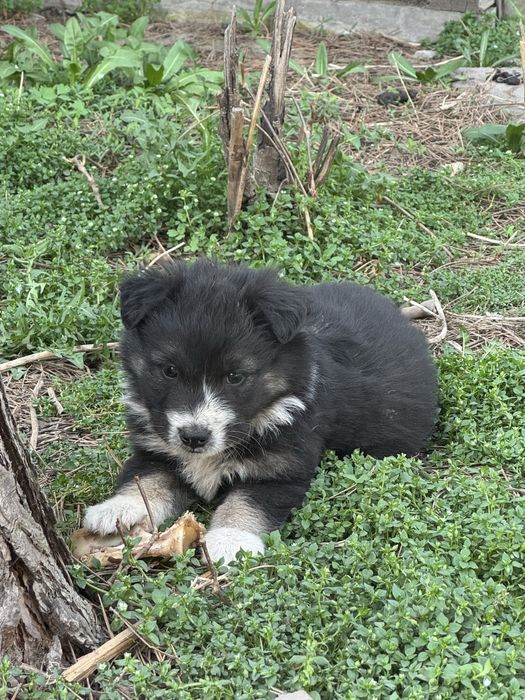 Щенята (5 штук)