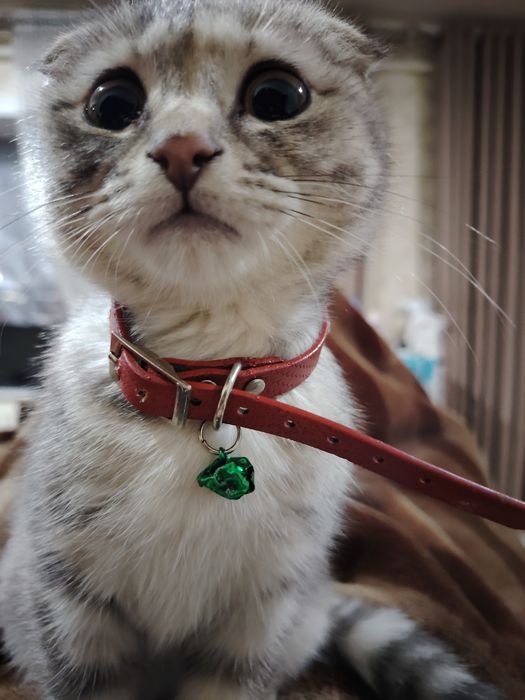 Кошка скоттиш фолд девушка маленькая