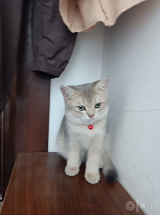 Кошка красавится