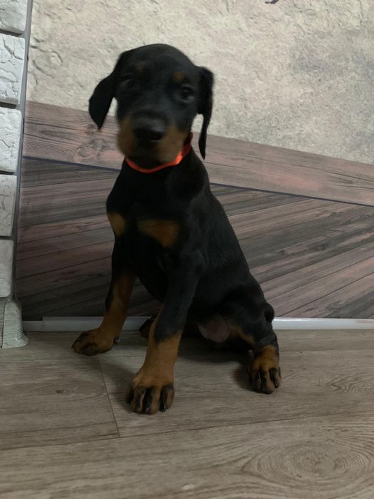 Срочно щенки добермана