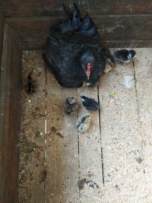 Păsări de curte frumos colorate