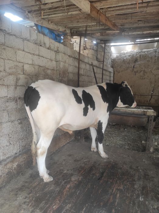 Rossiyskiy Buqa sotiladi. Jo'xori va bug'doy, shrot bn boqilgn 50mln.s