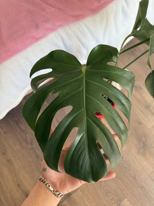 Monstera Deliciosa
