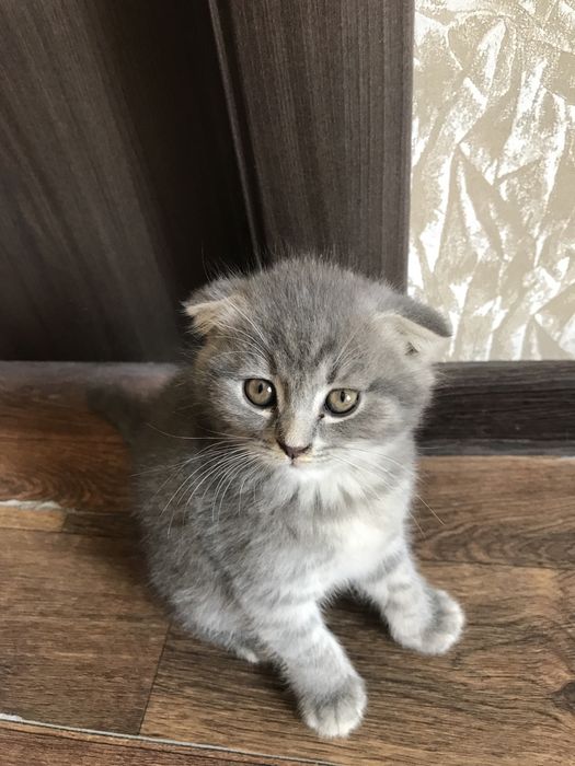 Отдаем котят в хорошие и любящие руки