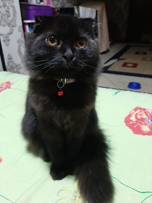 Скоттиш фолд  қиз  сотилади