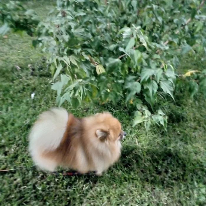 Померанский шпиц на вязку, клубный FCI KFU НКПНО и СДС