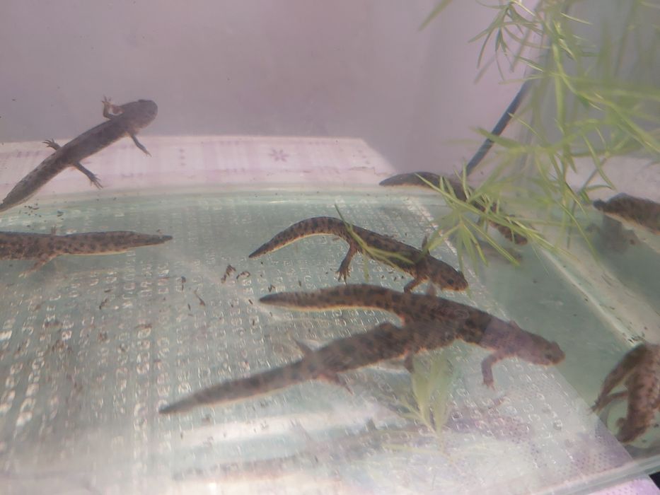 Продам притонов молодых