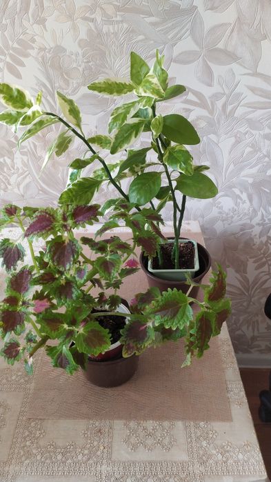 Комнатные цветы разные