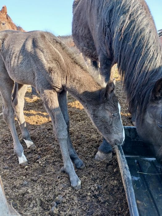 Продам Кобылу с жеребенком