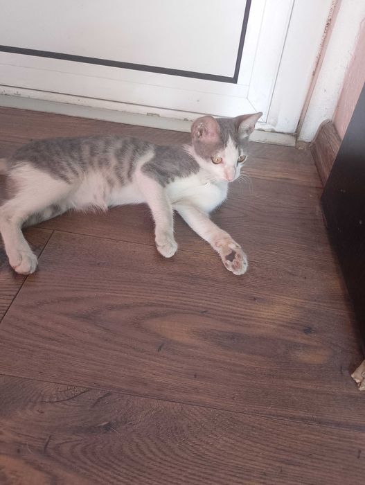 Предлагам малки котета за осиновяване