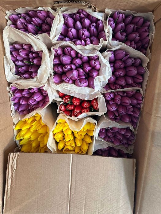 Тюльпаны оптом и розница