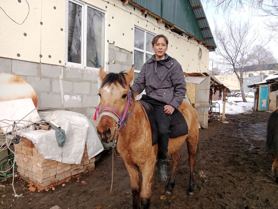 Лошадь Ат кострат